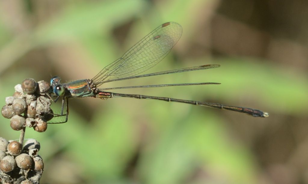 da identificare: Chalcolestes parvidens